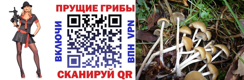 Галлюциногенные грибы Cubensis  что такое наркотик  Астрахань 